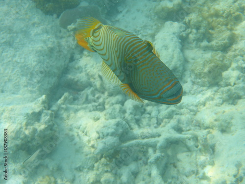 Fisch Unterwasser Tier Meer Ozean Tauchen Schnorcheln