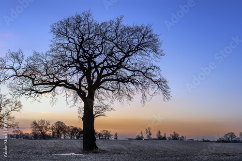 Konstfotografi The silouette of a tree without leaves in the twilight and in front of a scenic background