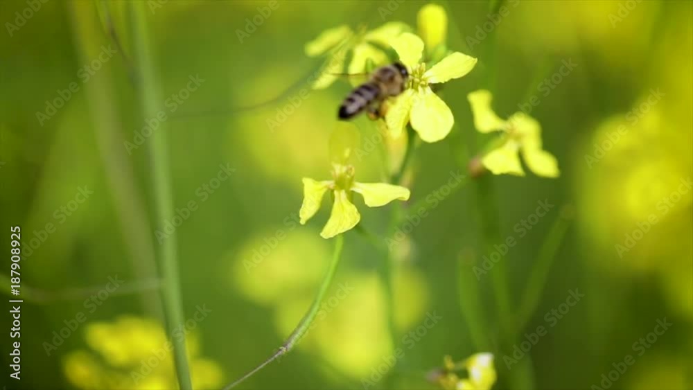 Bee collects nectar from mustard rapeseed flower slow motion. Bee collects nectar from mustard rapeseed flower slow motion.