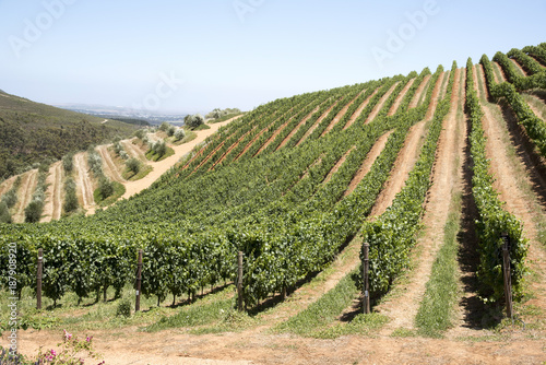 Stellenbosch Western Cape South Africa. December 2017. Rows of vines growing on the lower slopes of the Simonsberg mountain.