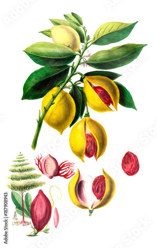 The Botanical theme.