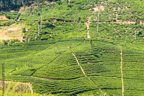 Tea plantation about 1500m above sea level. Tea production is on of the main economic sources of the country. Sri Lanka is the worlds fourth-largest producer of tea. The industry was introduced 1867