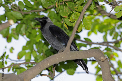 Glanzkrähe (Corvus splendens) - House crow photo