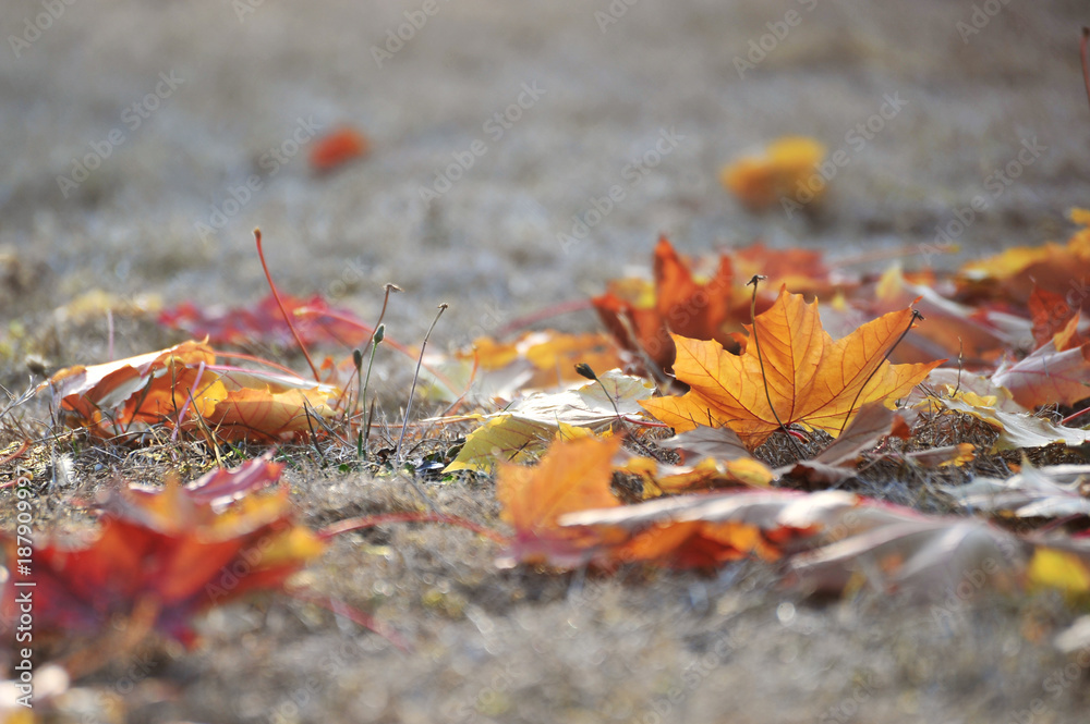 Fallen autumn leaves on the ground Fallen autumn leaves on the ground