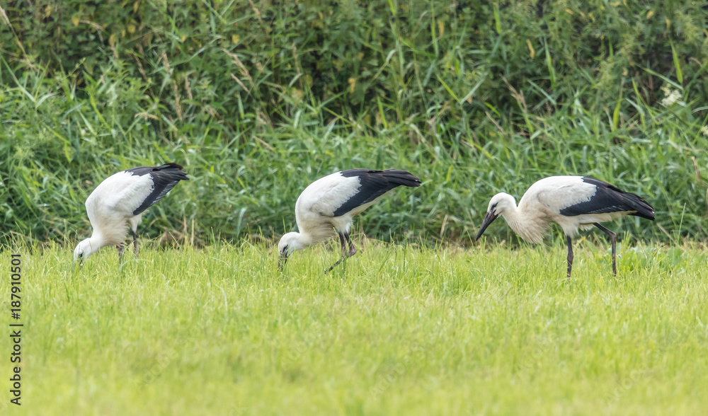Obraz premium drei jungstörche