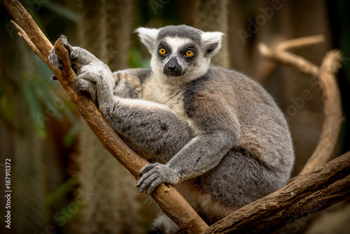 A Lemur Monkey