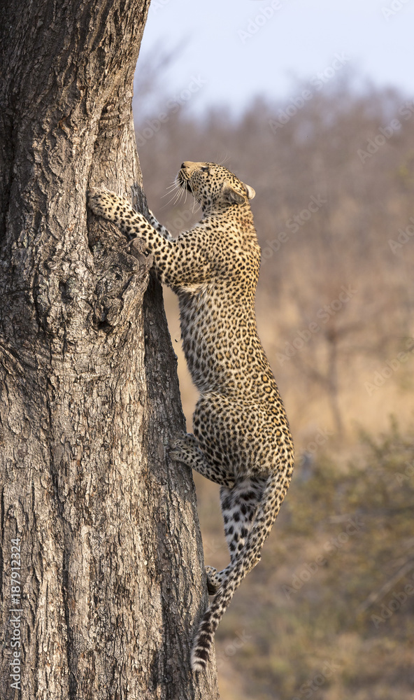Fototapeta premium Lone leopard climbing fast up a high tree in nature during daytime