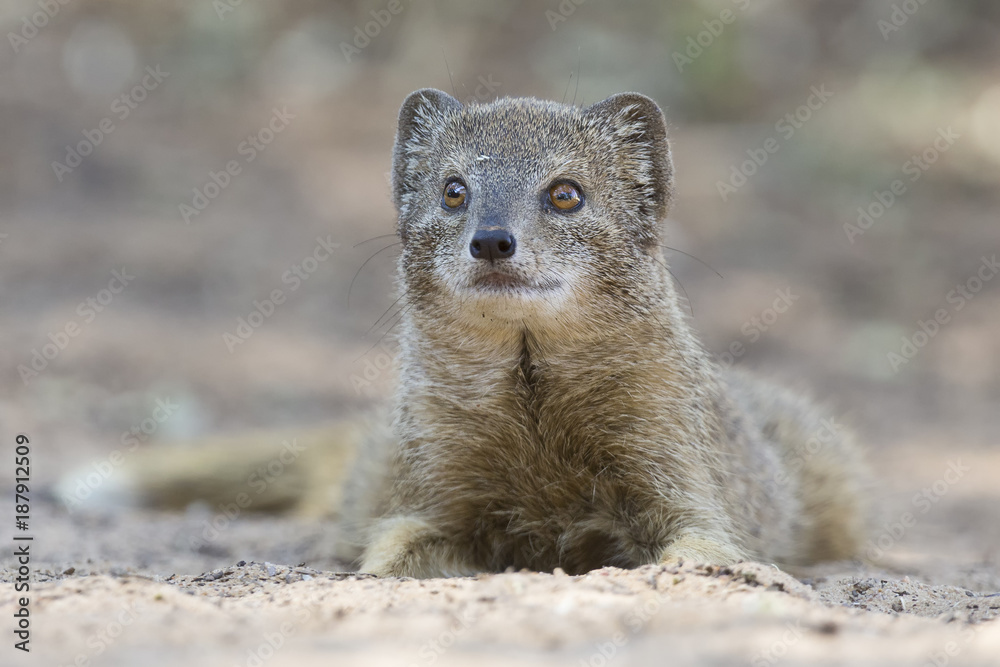 Fototapeta premium Yellow Mongoose lie down to rest on the Kalahari desert sand in shade