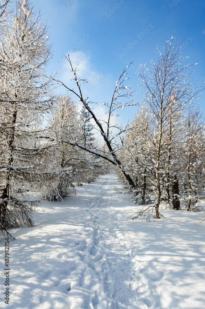 Fototapeta premium winter landscape with snow on trees