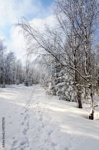 winter landscape with snow on trees