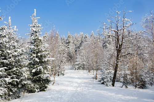 winter landscape with snow on trees © TOP67