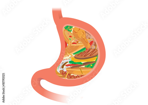 Stomach filled by fast food which difficult for digestive. Illustration about eat and health.