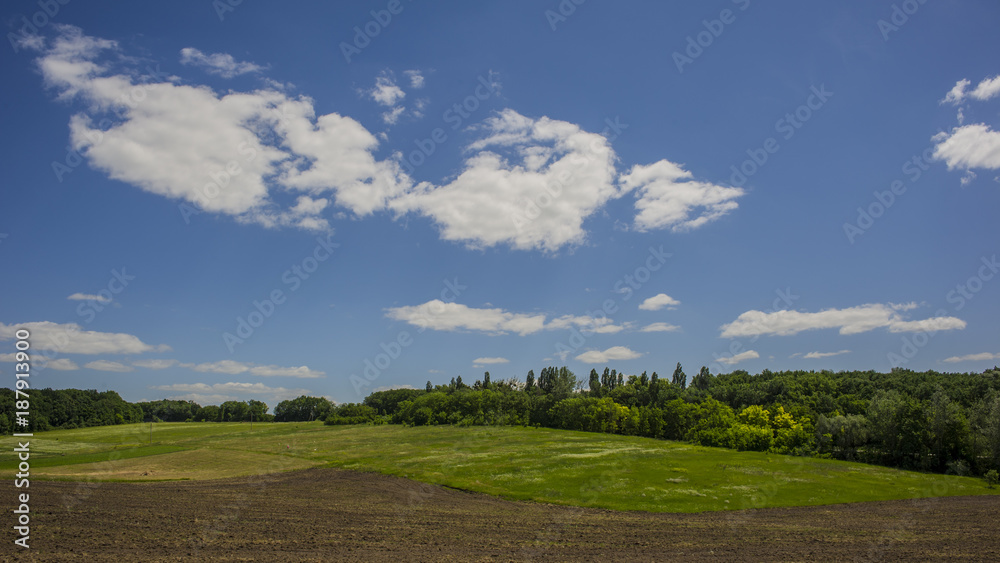 agricultural green field. Sunny day. agricultural green field. Sunny day.