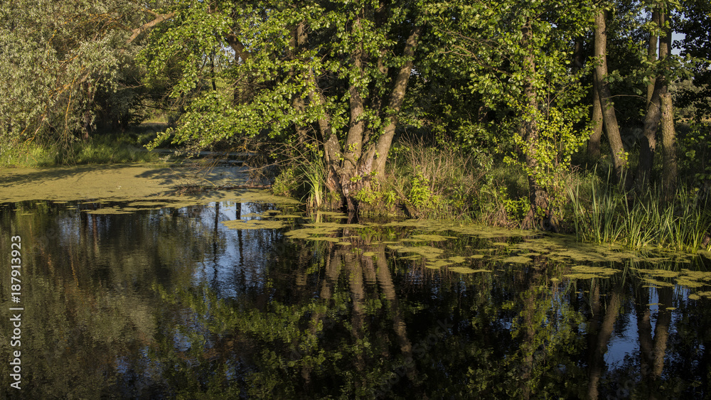 marshes and trees in the forest.