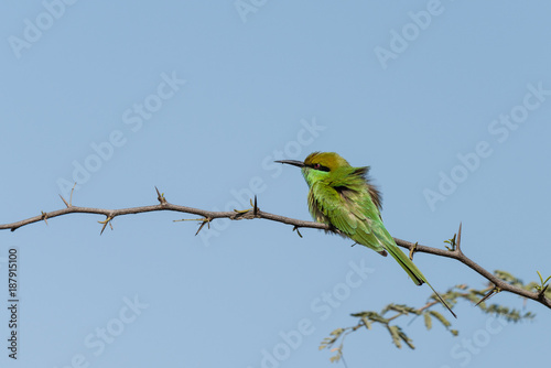 Green bee eater sitting