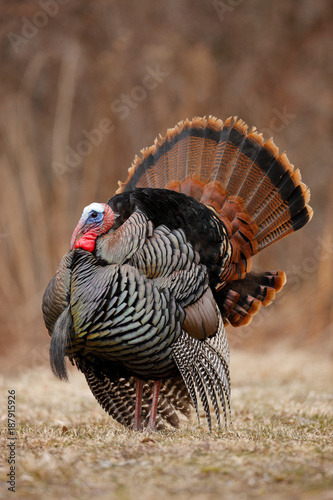 Wild Turkey