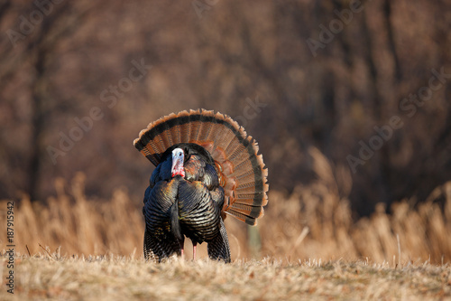 Wild Turkey photo