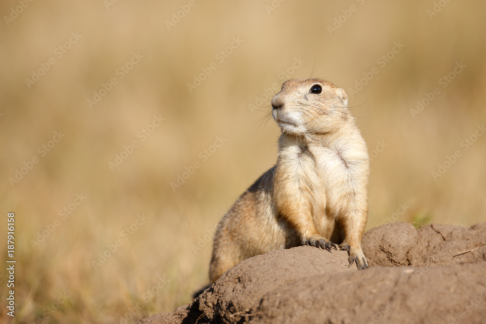 Fototapeta premium Black-tailed Prairie Dog