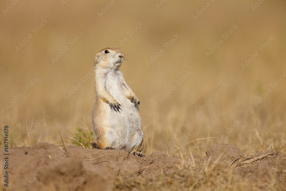 Fototapeta premium Black-tailed Prairie Dog