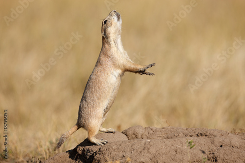 Schilderij op canvas Black-tailed Prairie Dog