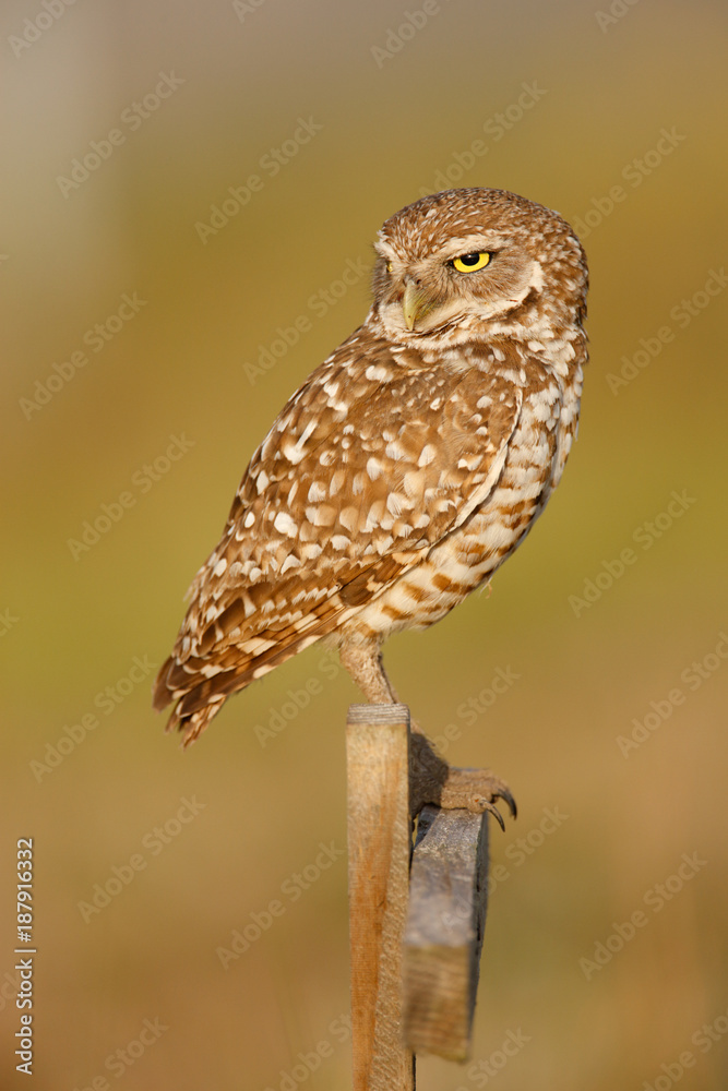 Burrowing Owl