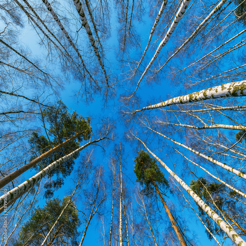Fototapeta Widok koron drzew brzozowych  na tle nieba 