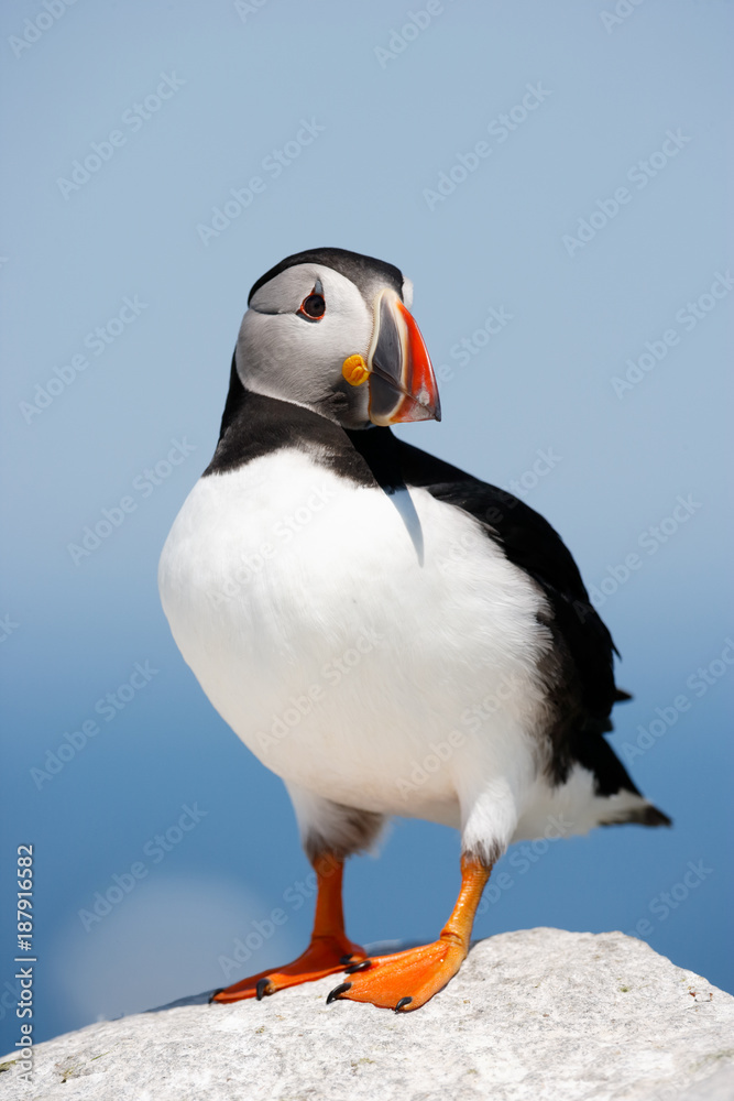 Obraz premium Atlantic Puffin