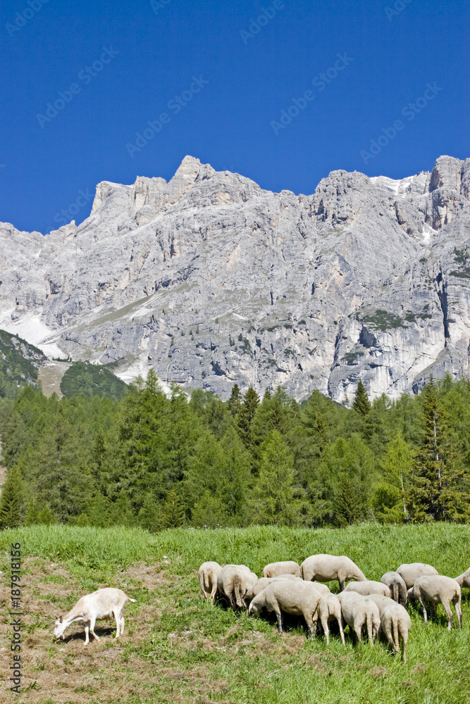 Schafherde in den Dolomiten