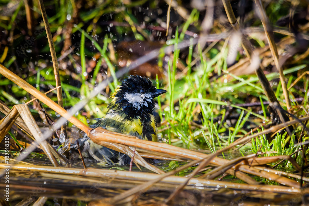 Great tit washing in water Great tit washing in water