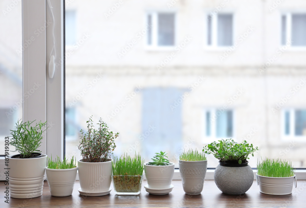 Plants in pots on window sill