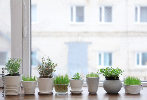 Plants in pots on window sill