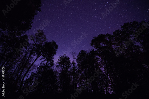  forest in a starry sky