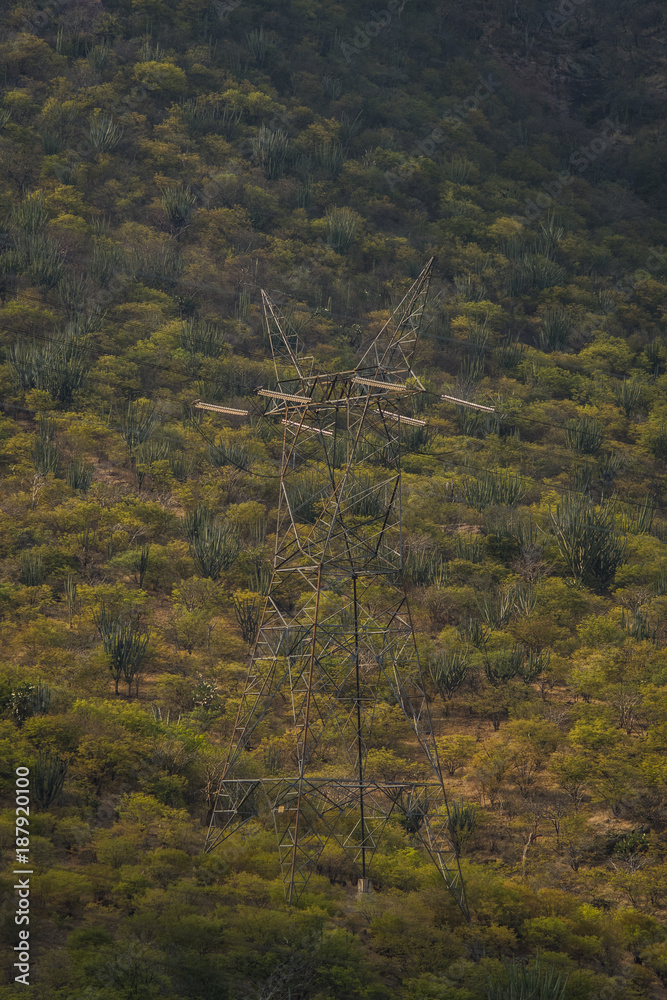 Fotografie Wild cactus desert landscape