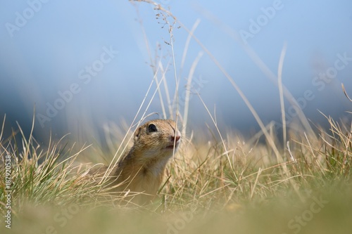 European ground squirrel is hidden behind autumn grasses © stefanov764