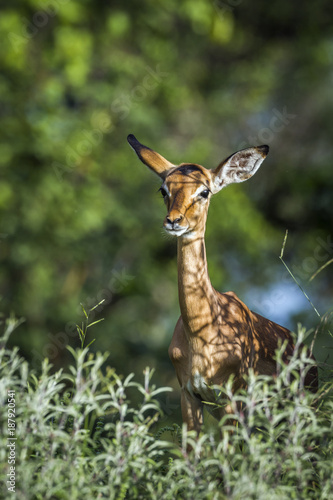 Common Impala in Kruger National park, South Africa © PACO COMO