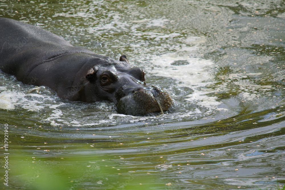 Fototapeta premium ippopotamo in acqua