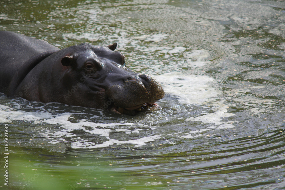 Fototapeta premium ippopotamo in acqua