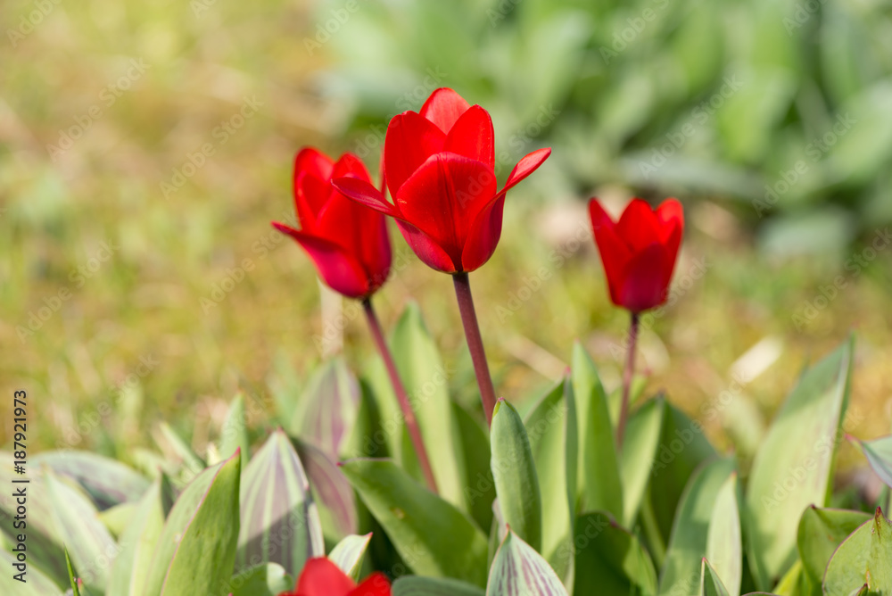 Red tulips in front of tender green background - Tulipa