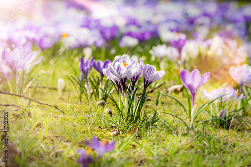 Traumhafter Frühlingsmorgen - Krokusswiese im Sonnenschein