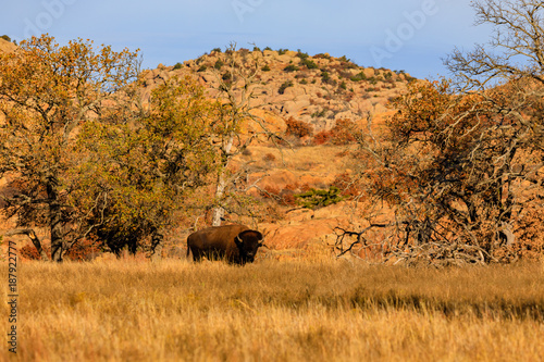 King of the Plains photo