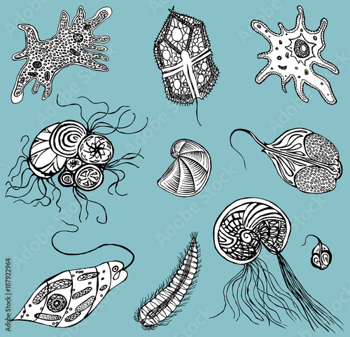 decorative protozoa and amoebas