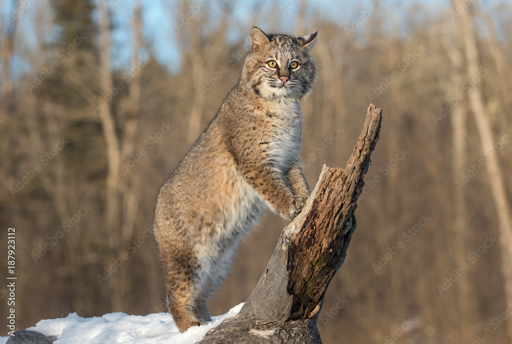 Fototapeta premium Bobcat (Lynx rufus) Stands Upright on Log