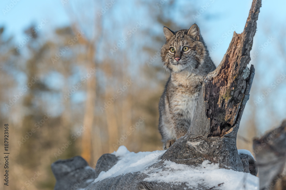 Fototapeta premium Bobcat (Lynx rufus) Looks Out From Log
