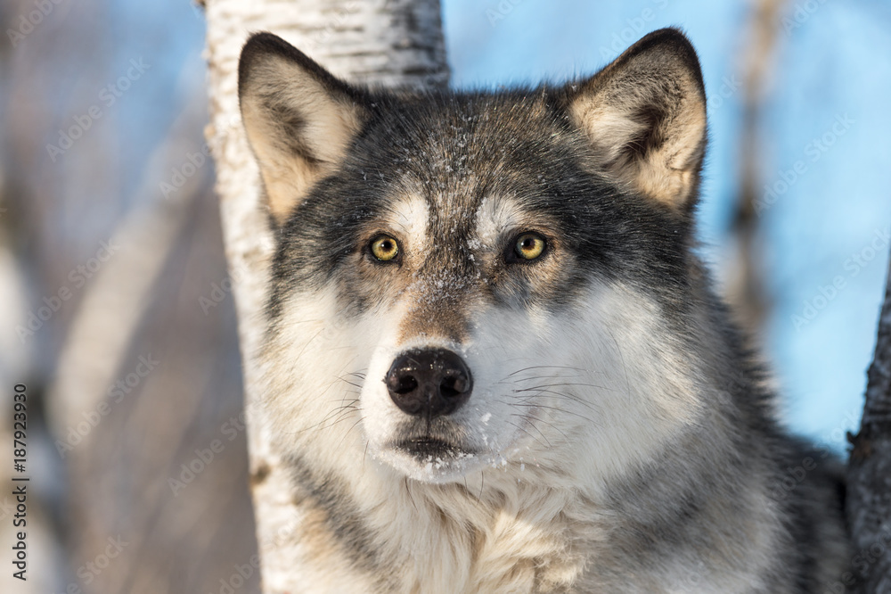 Fototapeta premium Grey Wolf (Canis lupus) Looks Out