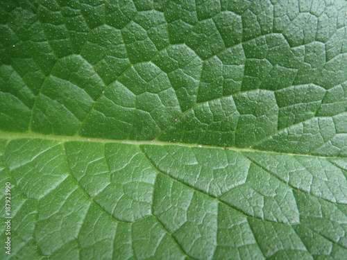 Close up of a leaf from the herb comfrey