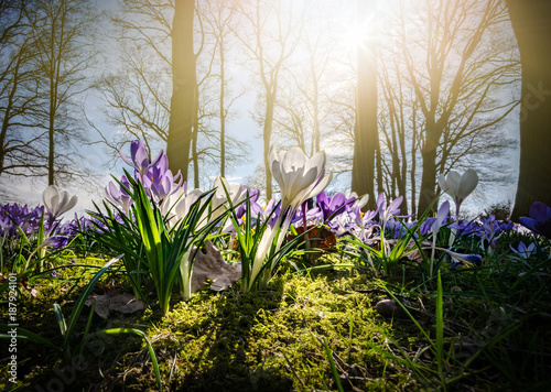 Fototapeta Naklejka Na Ścianę i Meble -  Krokusse auf einer Waldlichtung im Gegenlicht der Sonne