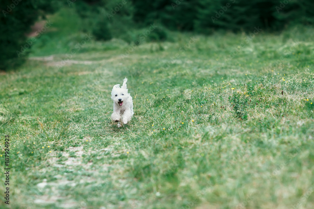 White cute dog running on green field towards camera