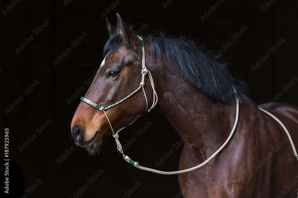 Pferd mit Indianerhalfter Pferd mit Indianerhalfter