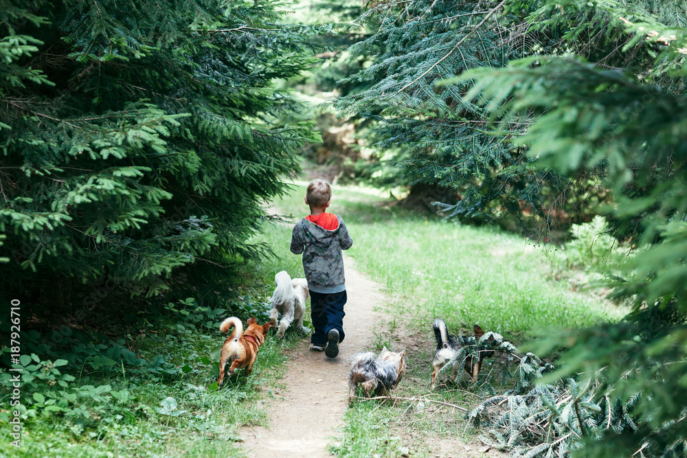 Boy and dogs walking in forest, back view Boy and dogs walking in forest, back view