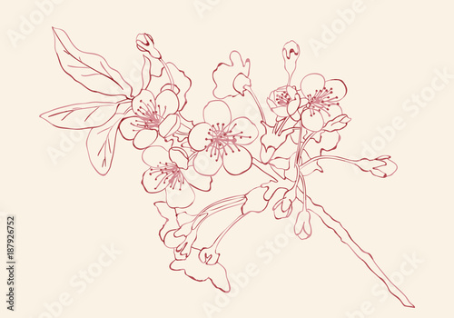 Cherry blossom sketch style vector illustration. Cherry blossom hand drawn sketch imitation. © 151115